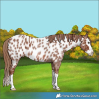 Horse Color:Red Roan Splash Near Leopard 