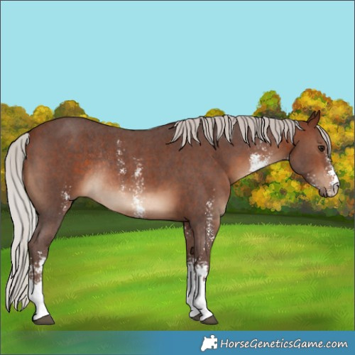 Horse Color:Silver Bay Sabino Rabicano 