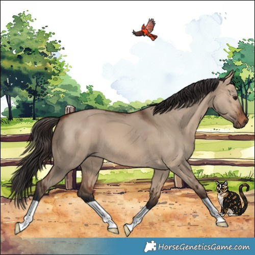 Horse Color:Bay Dun 