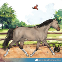 Horse Color:Bay Dun