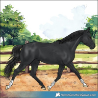 Horse Color:Black 
