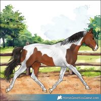 Horse Color:Bay Tobiano 