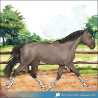 Horse Color:Liver Red Dun Appaloosa 