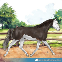 Horse Color:Liver Chestnut Splash Appaloosa 