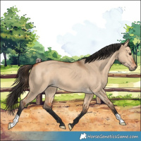 Horse Color:Bay Dun 