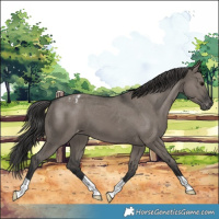 Horse Color:Grullo Appaloosa 