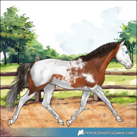 Horse Color:Bay Splash Snowcap 