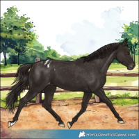 Horse Color:Liver Chestnut Varnish 