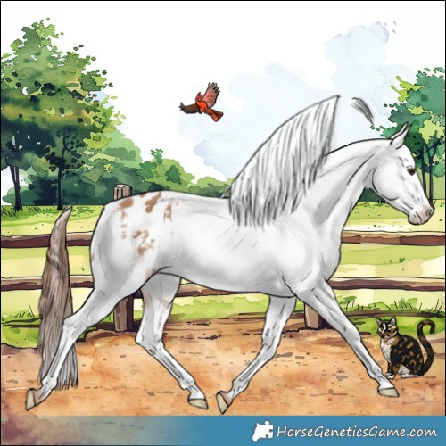 Horse Color:White Spotted Red Dun Varnish 