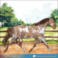 Horse Color:White Spotted Red Dun Appaloosa 
