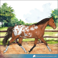 Horse Color:Bay Appaloosa 