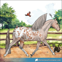 Horse Color:Bay Blanket 