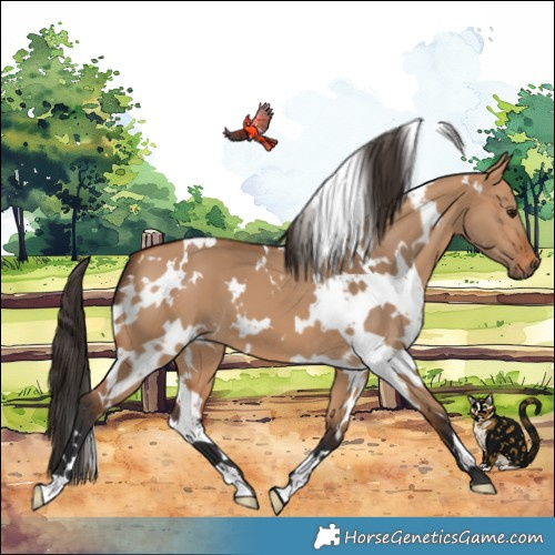 Horse Color:White Spotted Bay Dun 