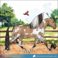 Horse Color:White Spotted Bay Dun 