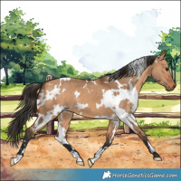Horse Color:White Spotted Bay Dun 