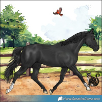 Horse Color:Black 