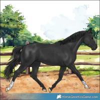 Horse Color:Black 