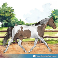 Horse Color:Brown Dun Tobiano Blanket 