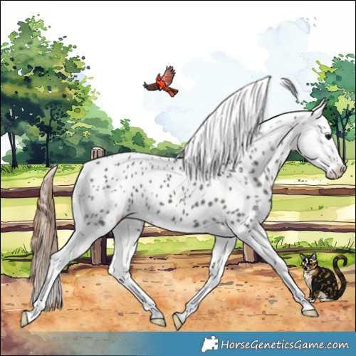 Horse Color:Grullo Blanket 