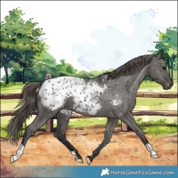Horse Color:Grullo Appaloosa 