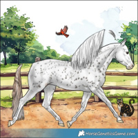 Horse Color:Grullo Blanket 