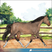 Horse Color:Bay Dun 