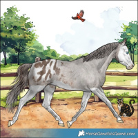 Horse Color:Brown Dun Splash Varnish Rabicano Brindle 