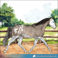 Horse Color:Brown Dun Splash Appaloosa Rabicano Brindle 