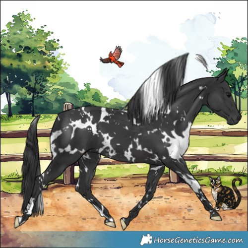 Horse Color:White Spotted Black 