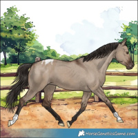 Horse Color:Liver Red Dun Appaloosa 