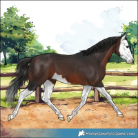 Horse Color:Brown Splash 