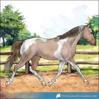 Horse Color:Red Dun Tobiano Appaloosa