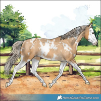 Horse Color:White Spotted Palomino Splash Appaloosa Rabicano 