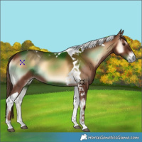 Horse Color:Red Onyx Tobiano 