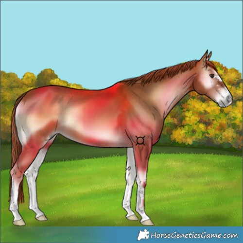 Horse Color:Red Onyx