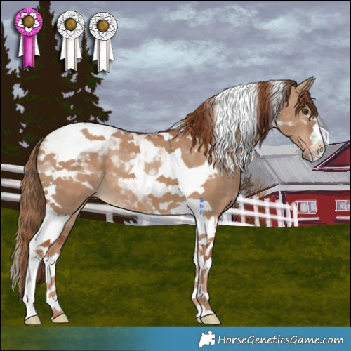 Horse Color:Red Dun Tobiano 