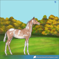 Horse Color:White Spotted Silver Sable Champagne Tobiano Rabicano