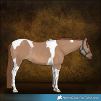 Horse Color:Red Dun Tobiano Rabicano 
