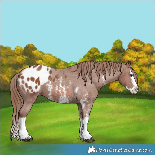 Horse Color:Chestnut Sabino Splash Appaloosa 