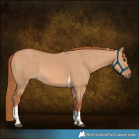 Horse Color:Red Dun Tobiano 