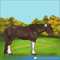 Horse Color:Liver Chestnut Tobiano 