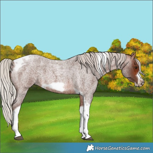 Horse Color:Silver Brown Roan Tobiano Frame 