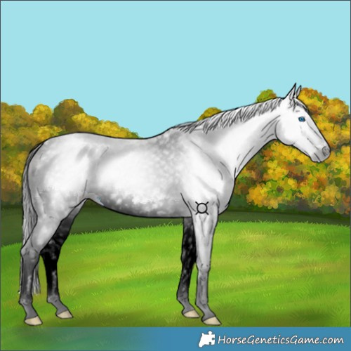 Horse Color:Gray Smoky Blue Roan Splash 