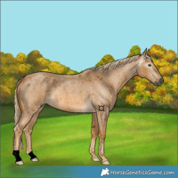 Horse Color:Gray Palomino Roan 