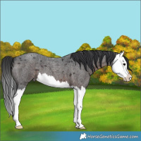 Horse Color:Brown Roan Splash 