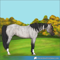Horse Color:Brown Roan Dun 