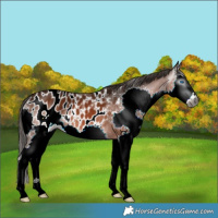 Horse Color:Gray Bay Splash Appaloosa Rabicano
