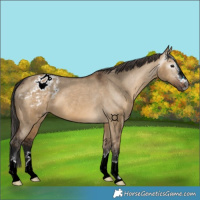 Horse Color:Gray Bay Dun Appaloosa 