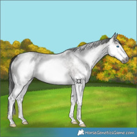 Horse Color:Gray Bay Roan Splash Rabicano