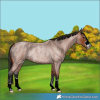 Horse Color:Gray Bay Roan Rabicano